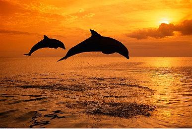 《The Alchemy Between Us》PC免费发布 休闲短篇